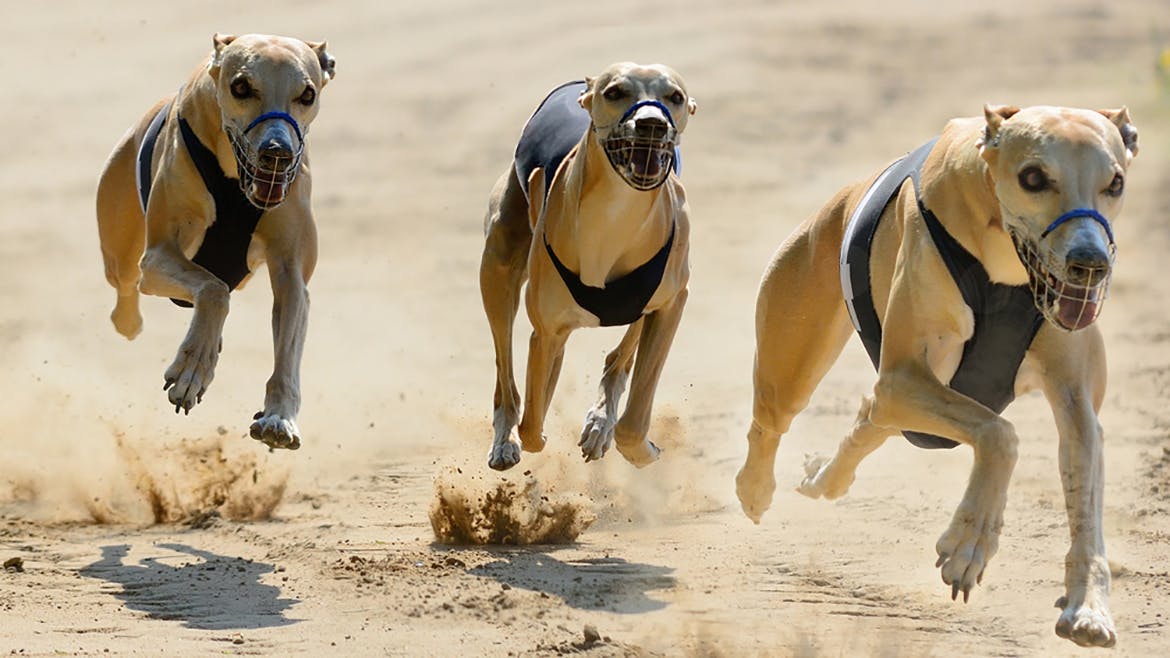 Reversal of Greyhound racing ban confirmed