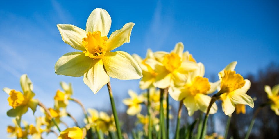 Daffodil Day 2018: Are the Daffodils Dying Down?