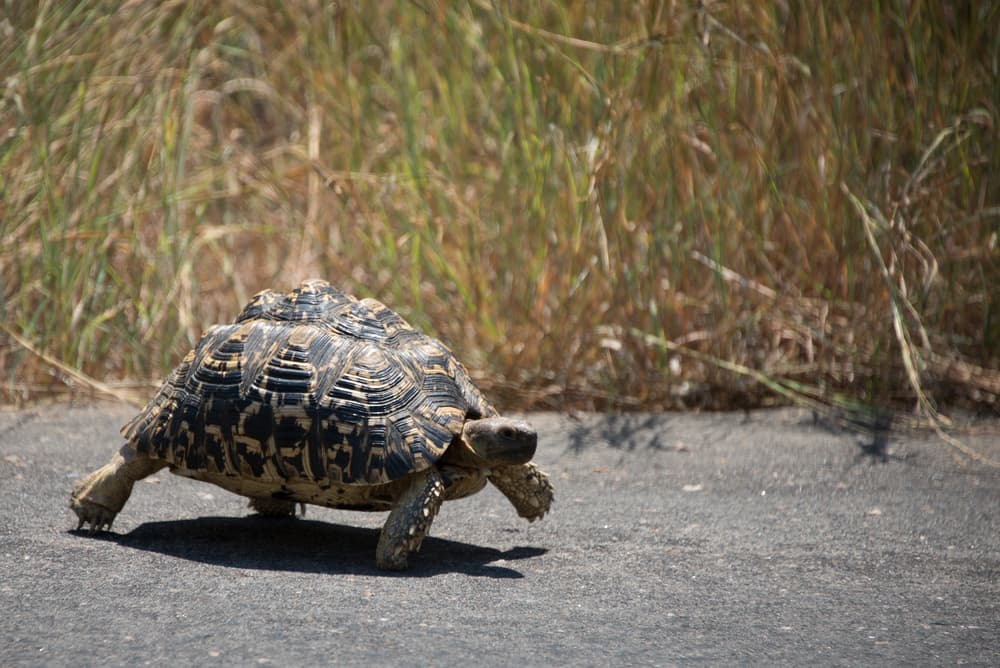 Fast NBN is slow to rollout