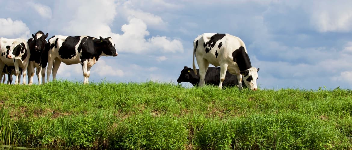 Dairy farmers call for greater regulation of word “milk”