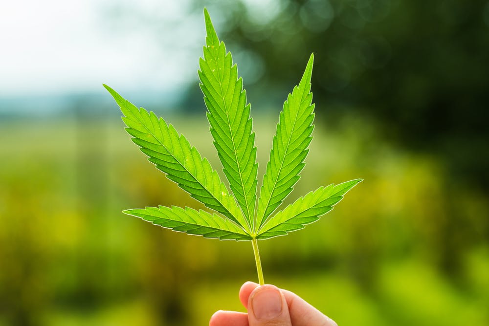 Bill passed to legalise medicinal marijuana in Australia