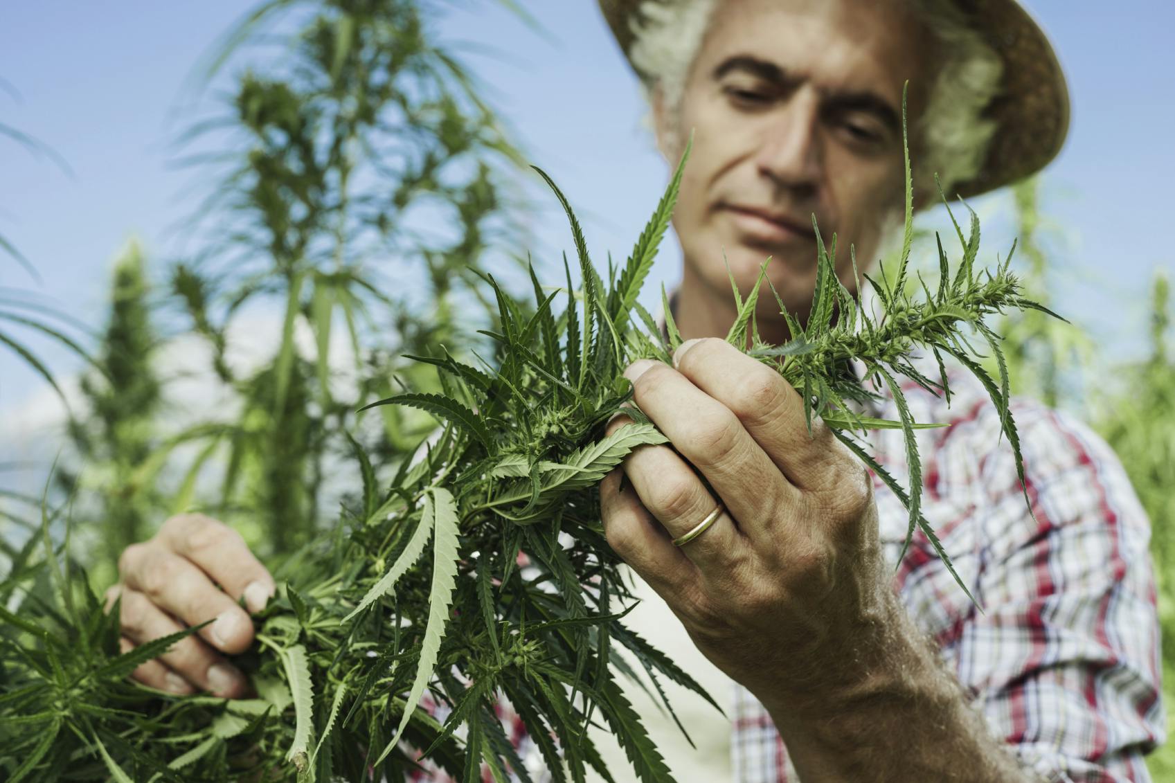 Australia’s first medicinal cannabis farm