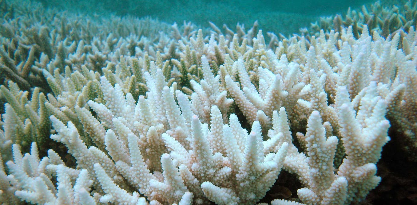 The Great Barrier reef is dying, and we should care.