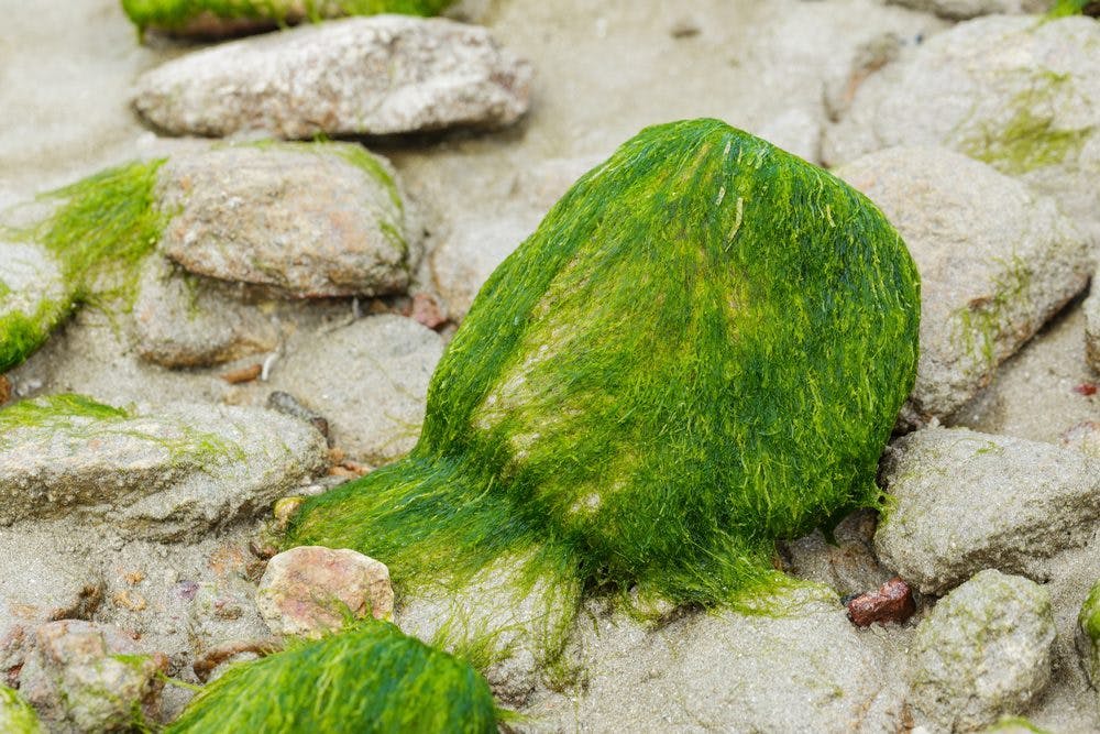 Algae leads the way to sustainability