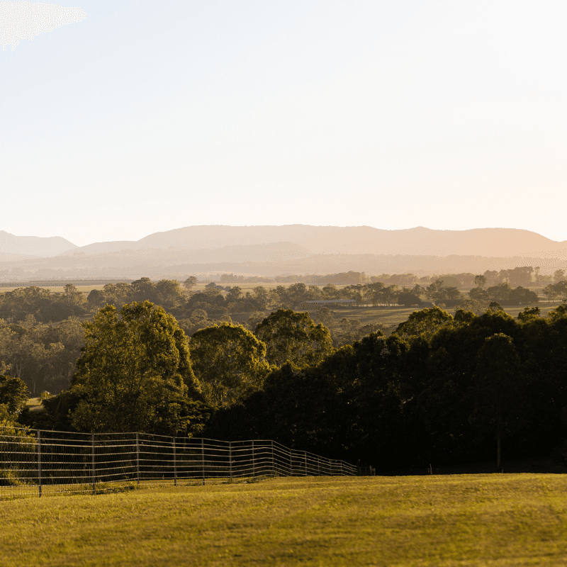 Australian coffee beans plantation in Atherton Tablelands